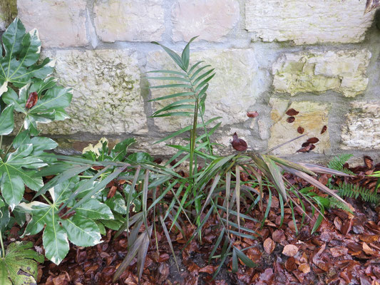 Chamaedorea radicalis, Februar 2014