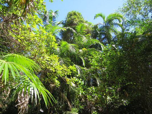 Carpentaria acuminata, Ubirr