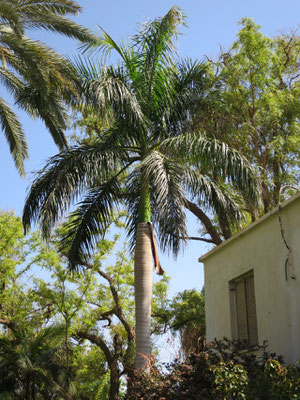 Roystonea regia (Kubanische Königspalme) in En Gedi, Israel