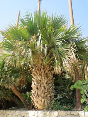 Sabal sp. in En Gedi, Israel