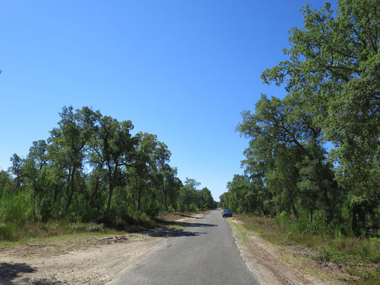 Quercus suber (Korkeiche) im nördlichsten Verbreitungsgebiet im Département Les Landes (Südwestfrankreich)