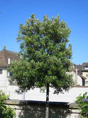 Steineiche (Quercus ilex)