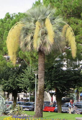 Alte Brahea armata in Blüte in Muralto bei Locarno (Tessin, Oktober 2013)