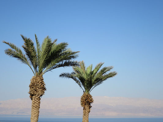 Phoenix dactylifera (Echte Dattelpalme), En Gedi, Totes Meer, Israel