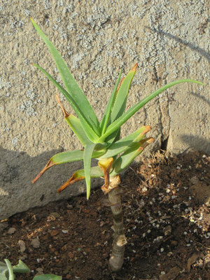 Aloe striatula, frisch ausgepflanzt