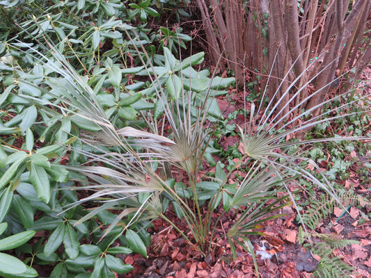 Trachycarpus oreophilus in Schaffhausen nach -13 °C im Januar 2015