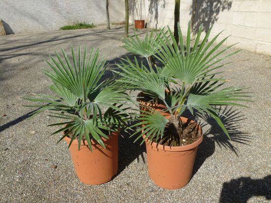 Trachycarpus princeps