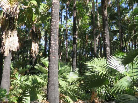 Livistona nasmophila, habitat, Zebedee springs