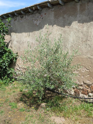 Olea europaea (Olivenbaum) im Burgund, Juli 2014