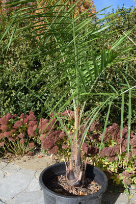 X Butiagrus nabonnandii (Butia odorata x Syagrus romanzoffiana), engl. mule palm