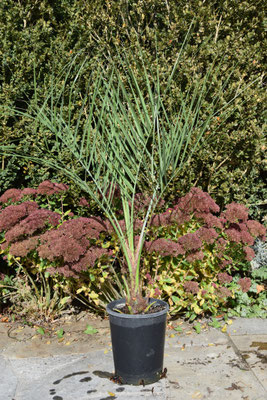 Butia paraguayensis x Syagrus romanzoffiana (Santa Catarina), Oktober 2017