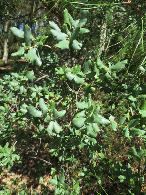 Quercus suber (Korkeiche) im nördlichsten Verbreitungsgebiet im Département Les Landes (Südwestfrankreich)