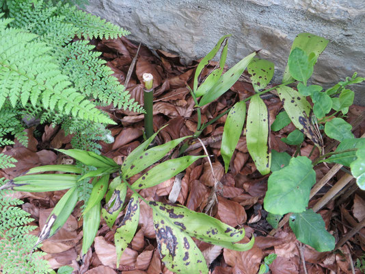 Chamaedroea microspadix im April 2014: Der Hauptstamm hat nicht überlebt