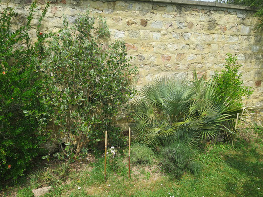 Acca sellowiana, Chamaerops humilis var. argentea, Sabal bermudana, Swingle Citrumelo