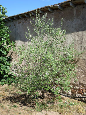 Olea europaea (Olivenbaum) im Burgund, Juli 2015