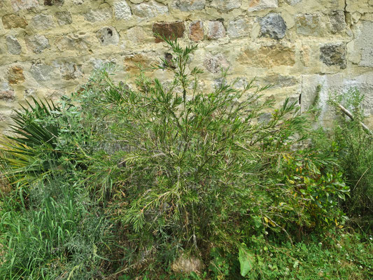 Callistemon rigidus