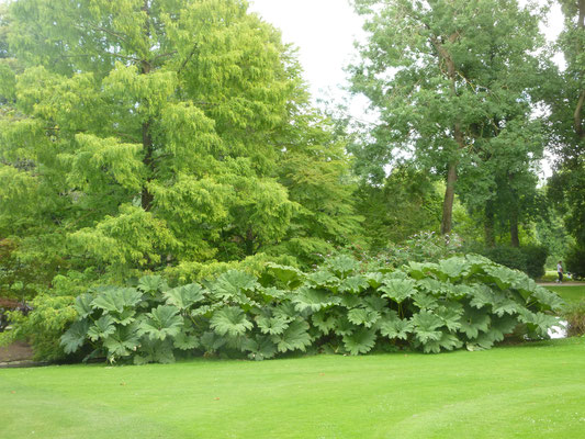 Gunnera, Mammutblatt