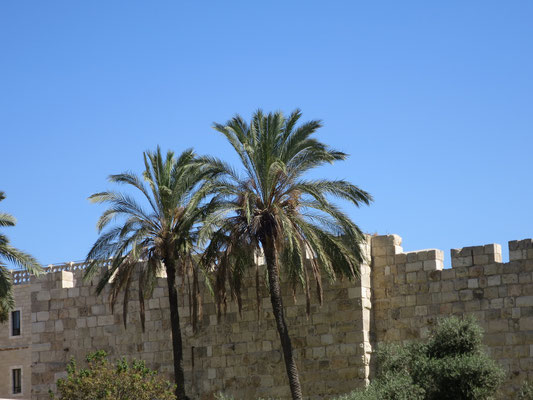 Phoenix dactylifera (Echte Dattelpalme), Jerusalem, Israel