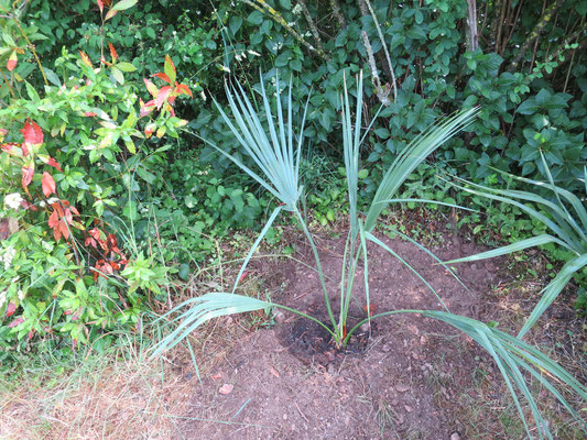 Sabal sp. 'Riverside' (frisch gepflanzt)