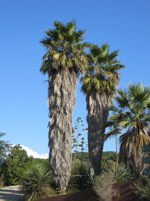 Washingtonia robusta