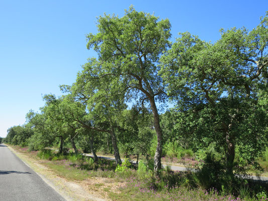 Quercus suber (Korkeiche) im nördlichsten Verbreitungsgebiet im Département Les Landes (Südwestfrankreich)
