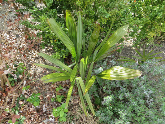 Rhapidophyllum hystrix, Nadelpalme, April 2015