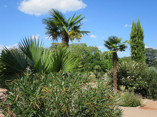 Trachycarpus fortunei (Chinesische Hanfpalme) im Botanischen Garten von Lyon