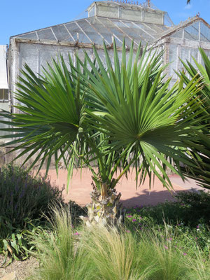 Sabal palmetto (Palmetto-Palme) im Botanischen Garten von Lyon