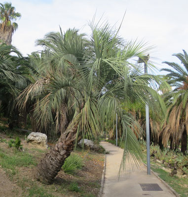 Butia odorata in Barcelona