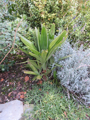 Rhapidophyllum hystrix, Nadelpalme, November 2013