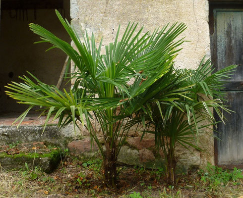 2x Trachycarpus fortunei im Oktober 2012 (Sehr zügiges Wachstum!)