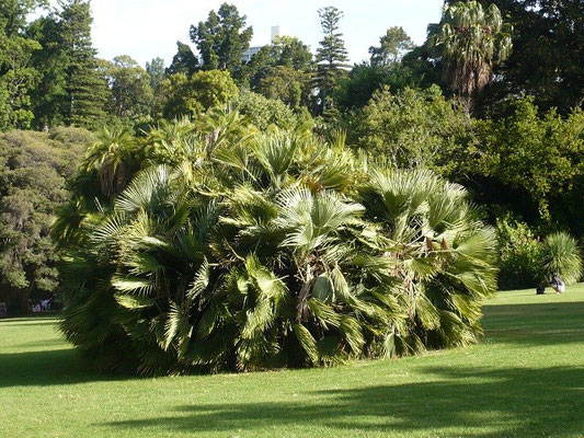 Chamaerops humilis in Mlebounre, Australien