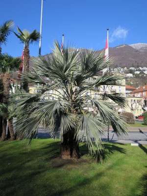 Brahea armata (Blaue Hesperidenpalme) im Tessin