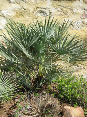 Chamaerops humilis var. argentea ausgepflanzt im Burgund, April 2009