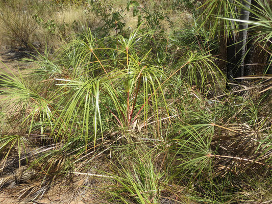 Livistona inermis, Nitmiluk Nationalpark, Katherine Gorge