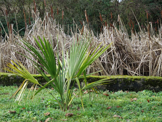 Sabal minor, Zwergpalmetto