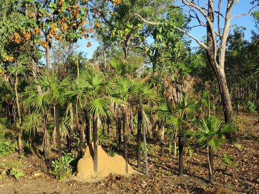 Livistona humilis, Sand Palm