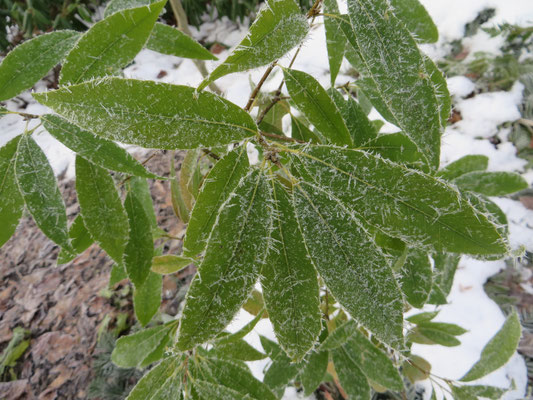 Quercus myrisinifolia, Januar 2015 nach - 13 °C: keine Blattschäden!