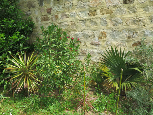 Laurus nobilis, Yucca aloifolia, Sabal sp.(unbekannt)