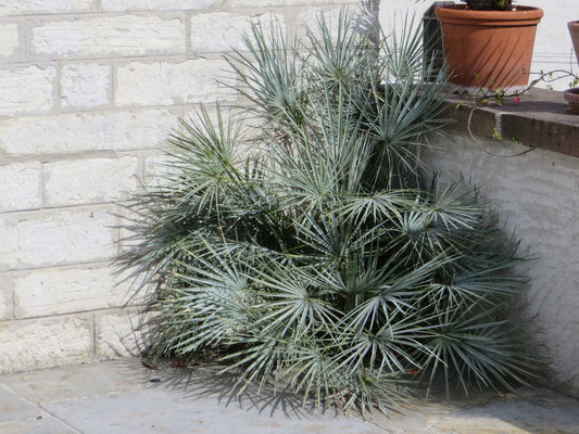 Chamaerops humilis var. cerifera im April 2015