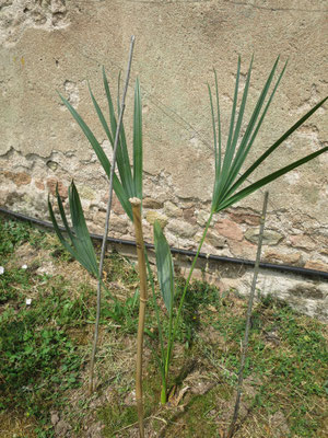 Sabal palmetto (frisch gepflanzt, selbst aus Samen gezogen vor 8 Jahren)