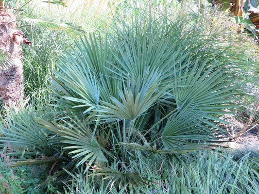 Chamaerops humilis var. vulcano (Vulcano-Zwergpalme) im Botanischen Garten von Lyon