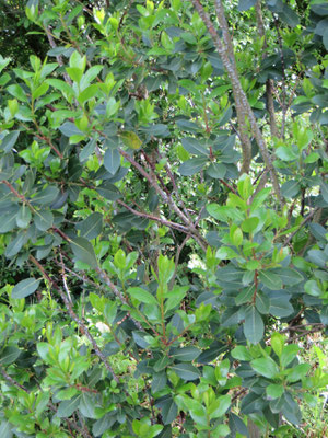 Arbutus unedo, Erdbeerbaum