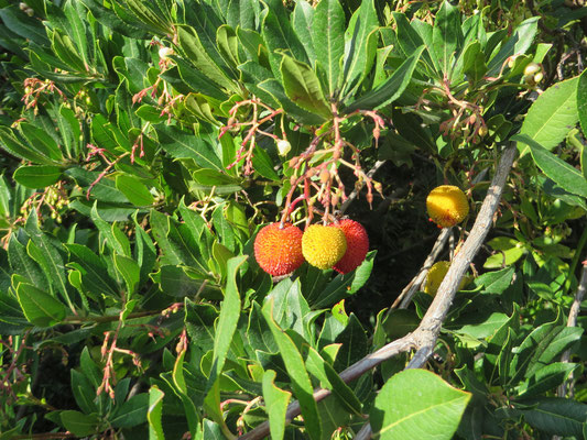 Arbutus unedo