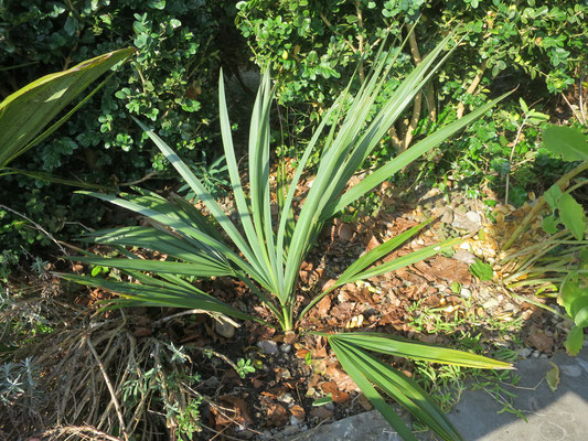 Sabal barzoriensis (Brazoria-Palmetto) im Septemer 2016