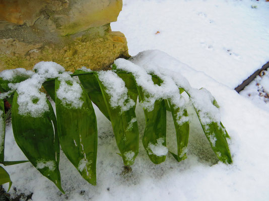 Chamaedorea microspadix im Dezember 2013