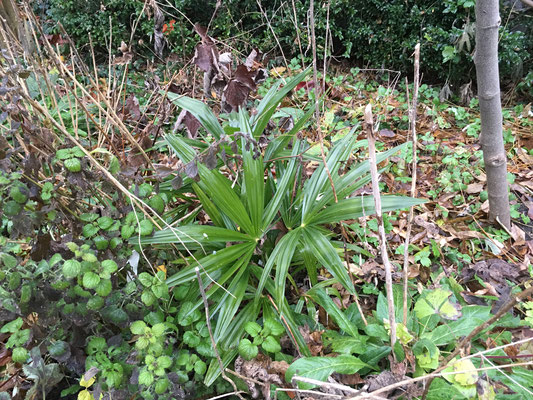 In situ ausgesäte Trachycarpus fortunei in Schaffhausen, Dezember 2016