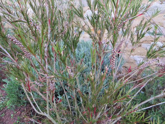 Callistemon rigidus, Zylinderputzer