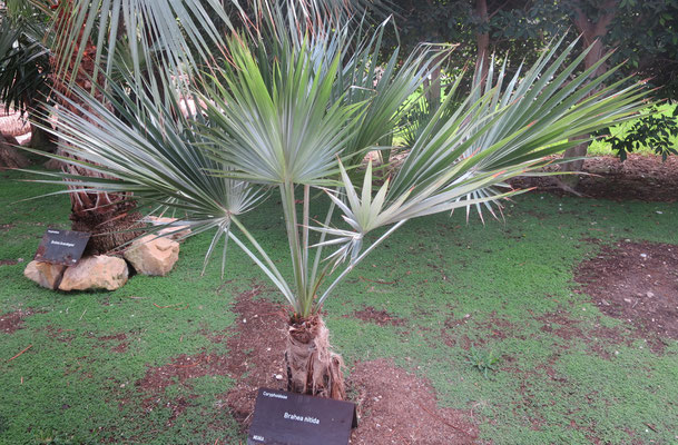 Brahea calcarea im Garten Huerto del Cura in Elche, Spanien