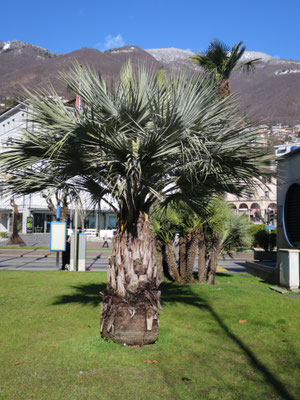 Brahea armata (Blaue Hesperidenpalme) im Tessin